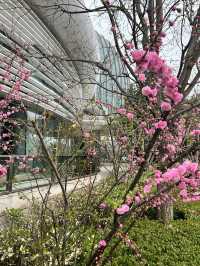 浪漫的北京日出東方凱賓斯基酒店春之旅攻略