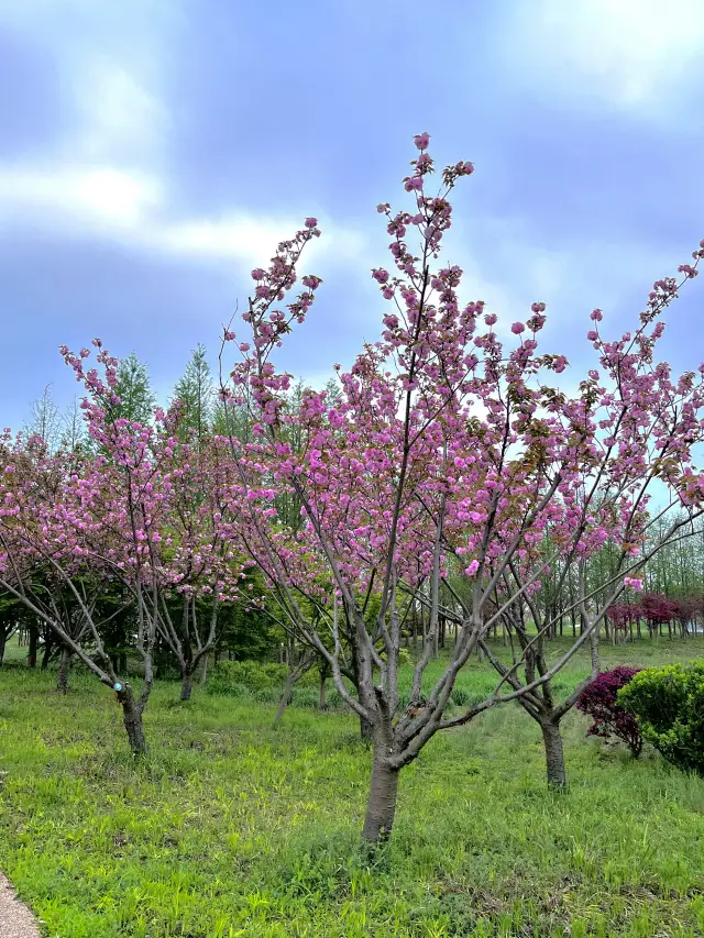 Offbeat Roaming | A great place for a spring flower viewing hike