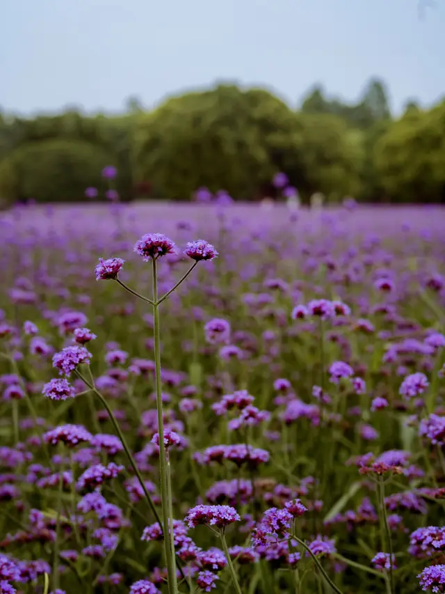 The riverside in midsummer with its purple sea of flowers is too beautiful