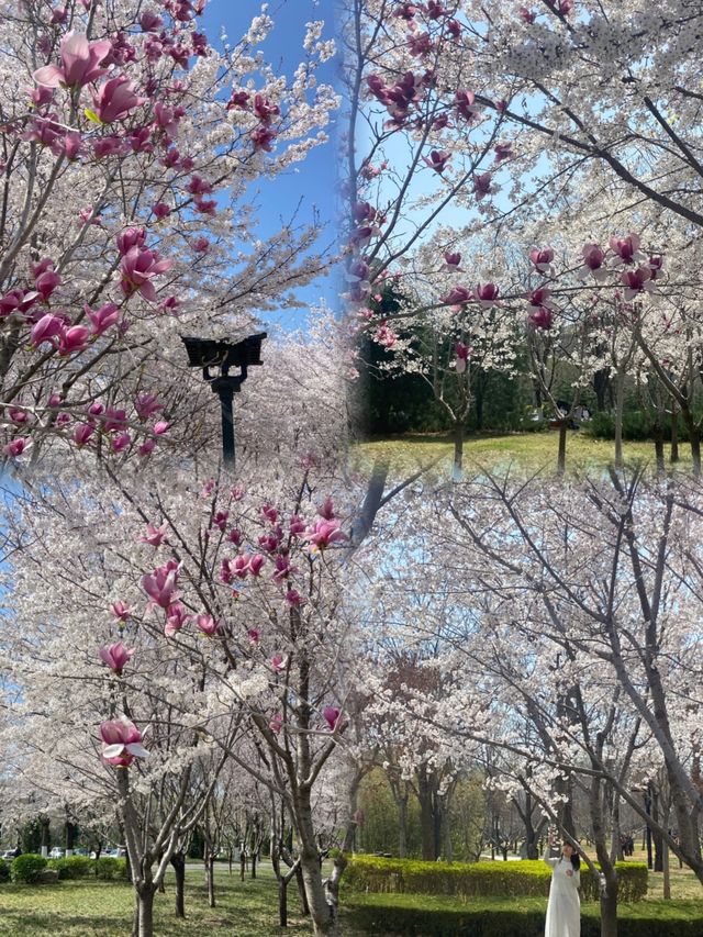 實地探訪我在淄博邂逅了花與“海”共舞的美景