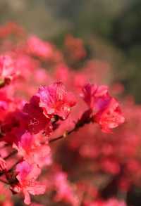 雲霧山木蘭花海杜鵑花開滿山紅
