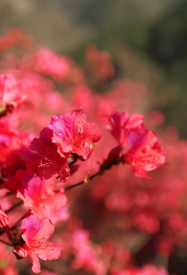 雲霧山木蘭花海杜鵑花開滿山紅