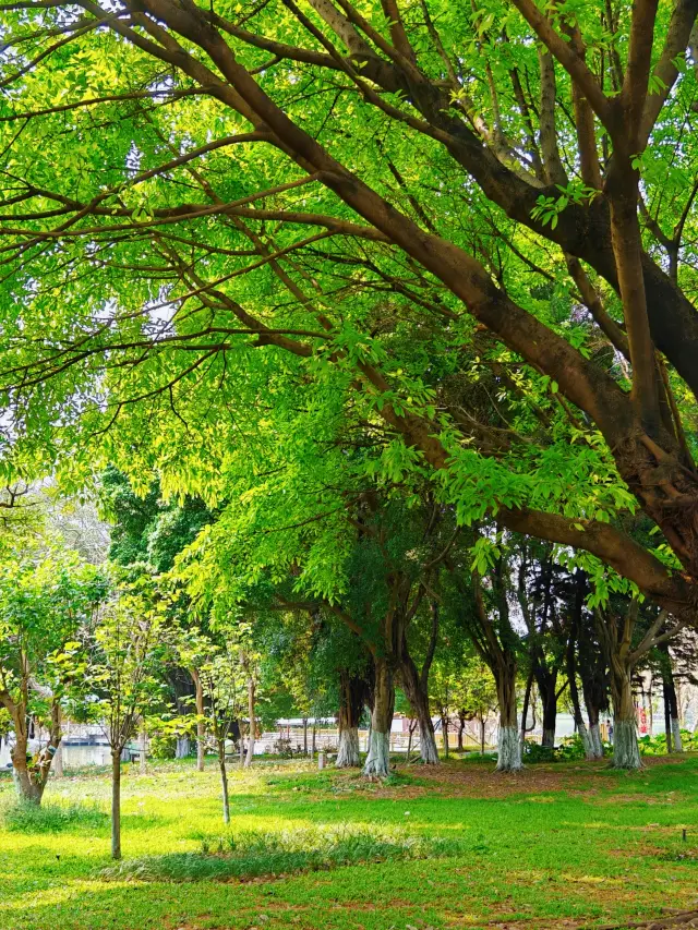 公園20分間効果