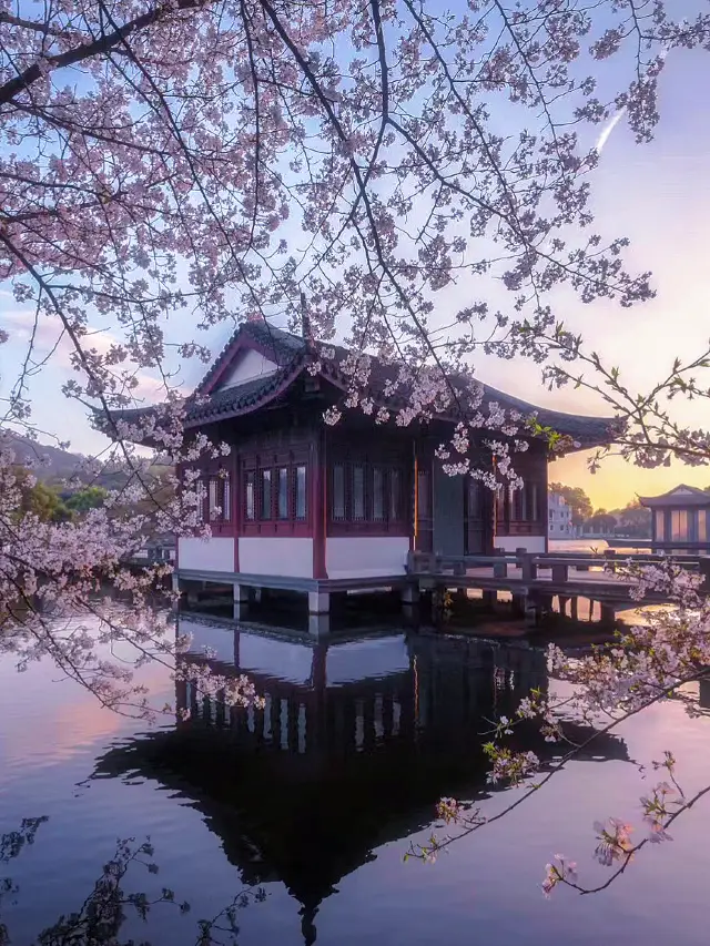 Remember to capture these before you leave the Hangzhou Spring Cherry Blossom Map
