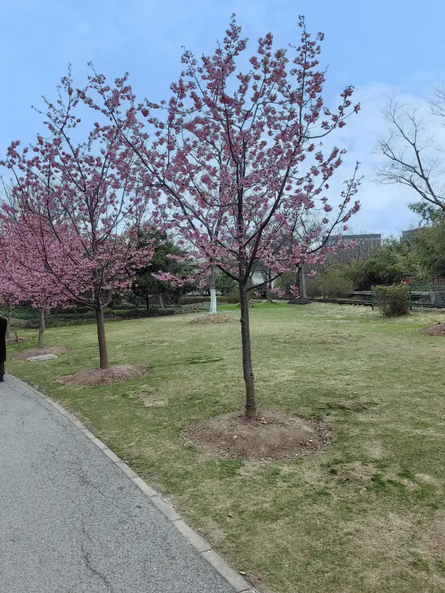 Cherry blossoms are in full bloom outside the window