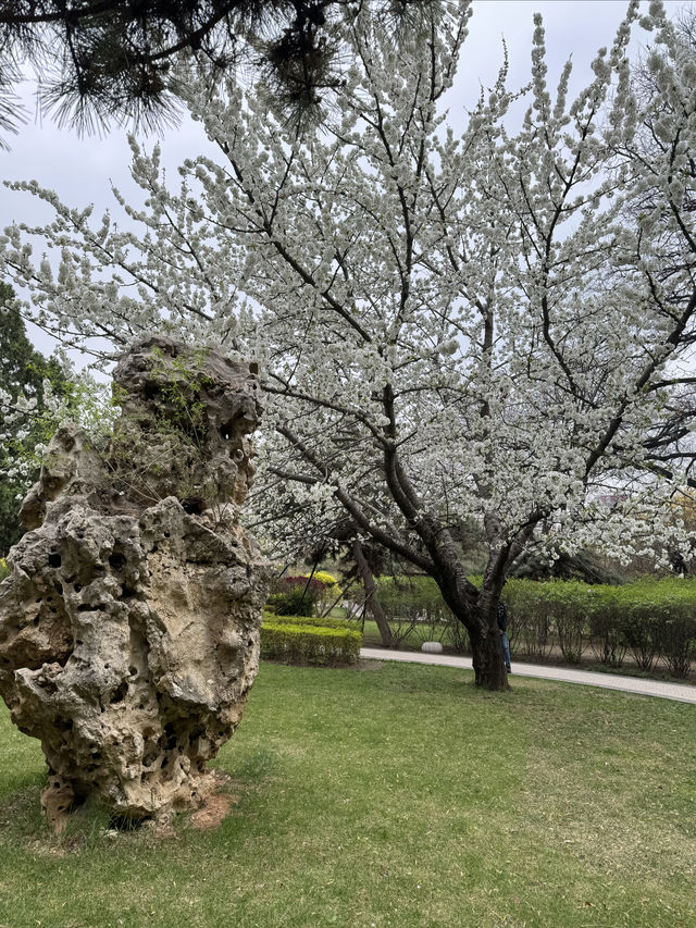 春雨後的迎澤公園