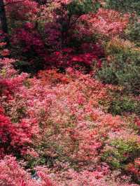 Rhododendrons at Mulan Yunwu Mountain 🌺