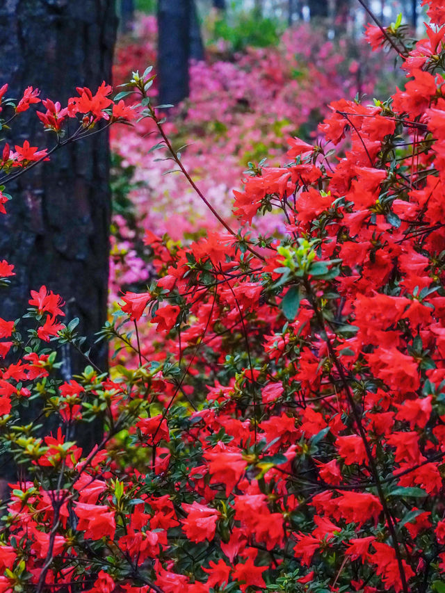 杭州驚現莫奈花園，春日天花板公園