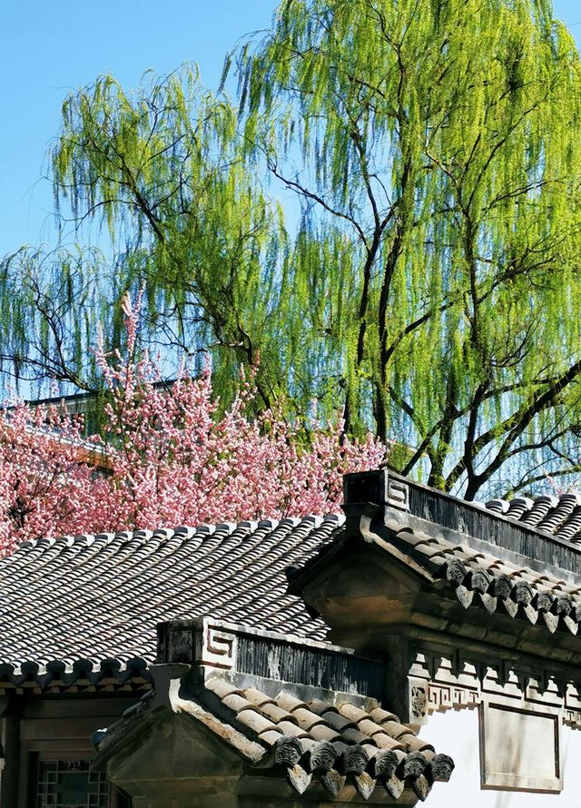 北京紫竹院-友賢山舘，白牆黛瓦翹屋簷，紅梅綠柳碧雲天