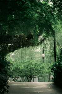 蘇州古城區有自己的綠野仙踪城市森林