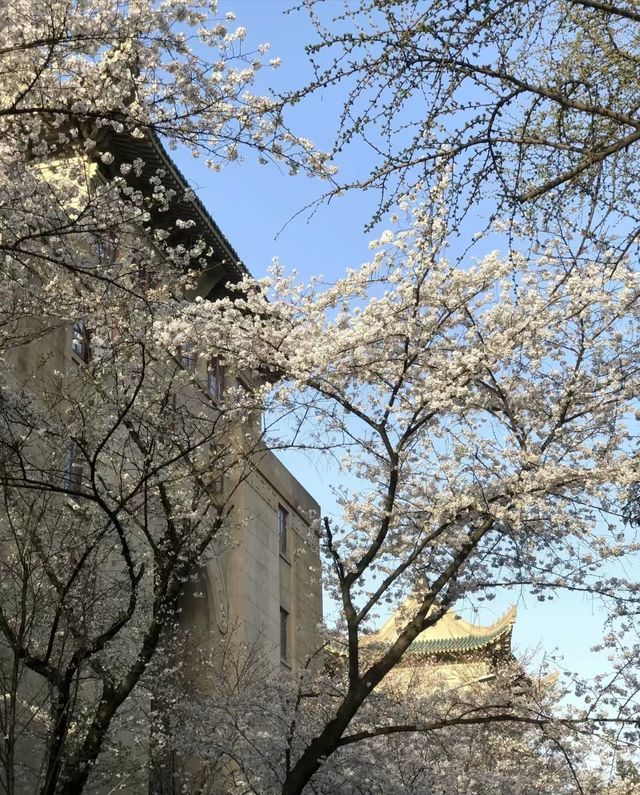 春去花還在，武漢大學櫻花盛宴等你來賞！