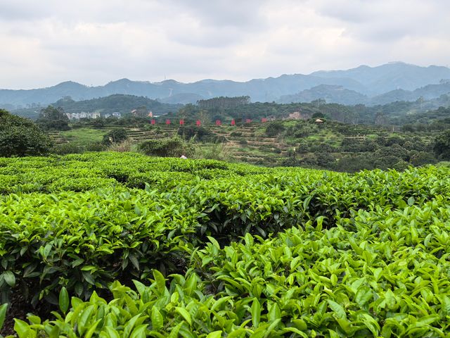 美麗的霞葛司下茶山夜市