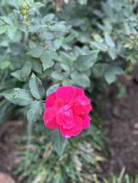 在繁華的靜安寺商圈，靜安公園是一塊珍貴的綠地