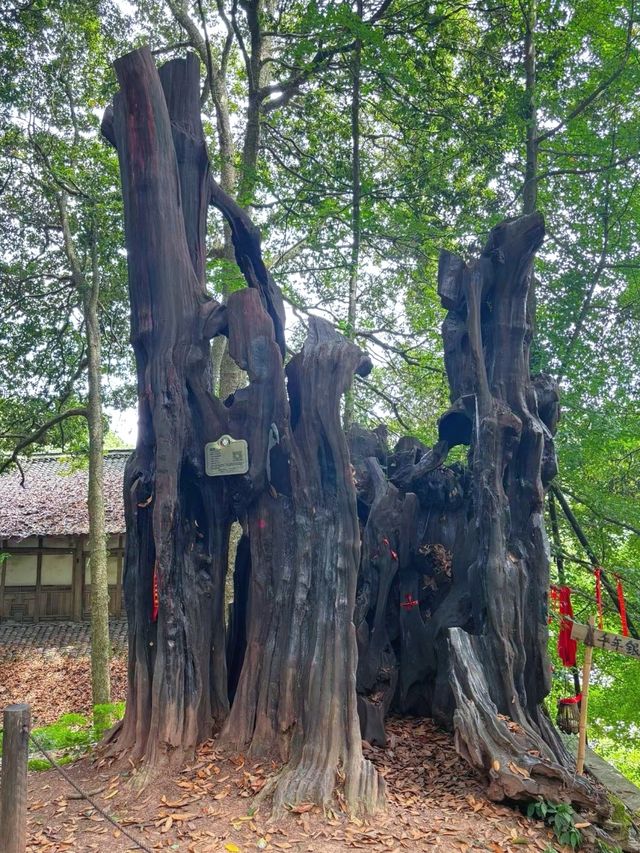 不誇張，這個地方我去過之後還想去