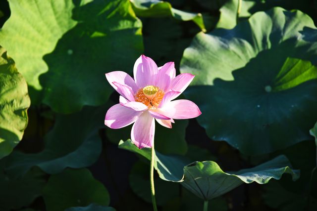 蓮花縣菏花博覽園