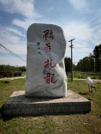 扎龍生態旅遊區‖丹頂鶴棲息濕地