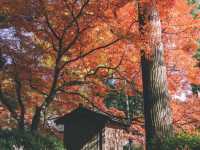 佐贺九年庵与大兴善寺：历史与自然的静谧对话。