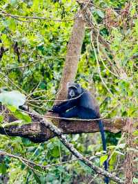 阿魯沙國家公園打卡坦桑尼亞動物世界。