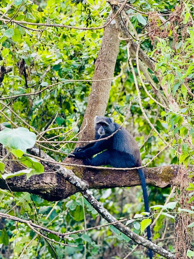 阿魯沙國家公園打卡坦桑尼亞動物世界。