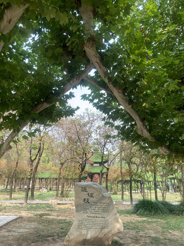 淮陽縣｜太昊陵｜人類老祖先之墓🪦。