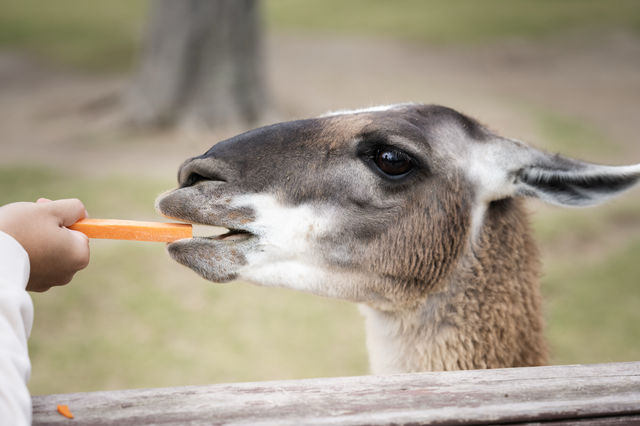不知道哪裡遛娃？南通森林野生動物園餵水豚！