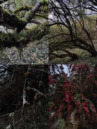 千人奔赴～臥龍川北營參加徒步登山節。