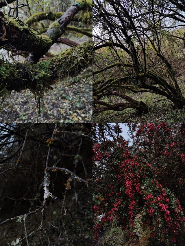 千人奔赴～臥龍川北營參加徒步登山節。