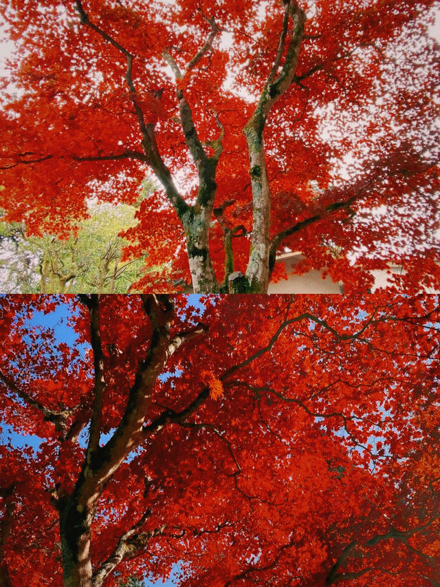 東京賞楓圖鑑：御岳山。
