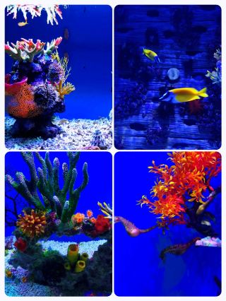 SEA LIFE Sunshine Coast Aquarium: A marine wonderland for kids. 
