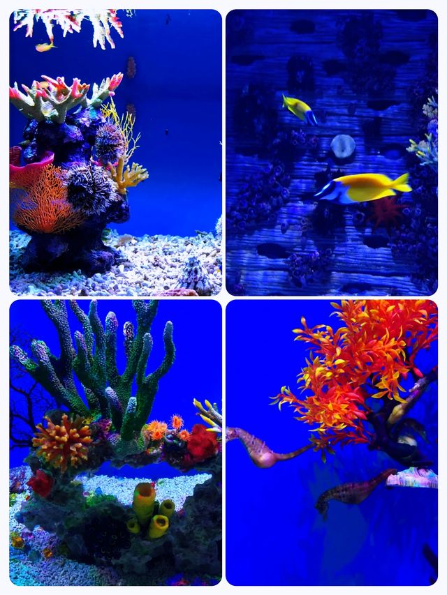 澳洲陽光海岸水族館‖一個專為孩子們打造的海洋奇遇地。