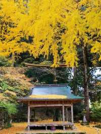 京都岩戶落葉神社賞銀杏超全攻略。