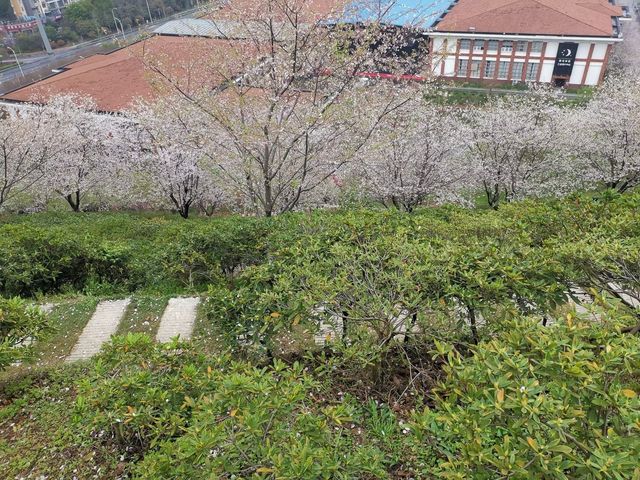 晚安家居櫻花園之旅。