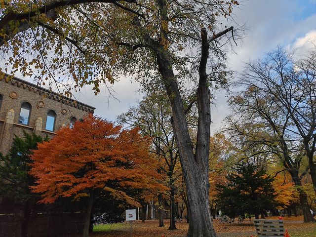 札幌北海道大學楓紅景色。