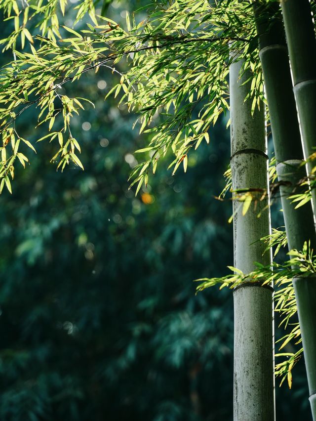 邂逅寶藏民宿，療癒感十足。