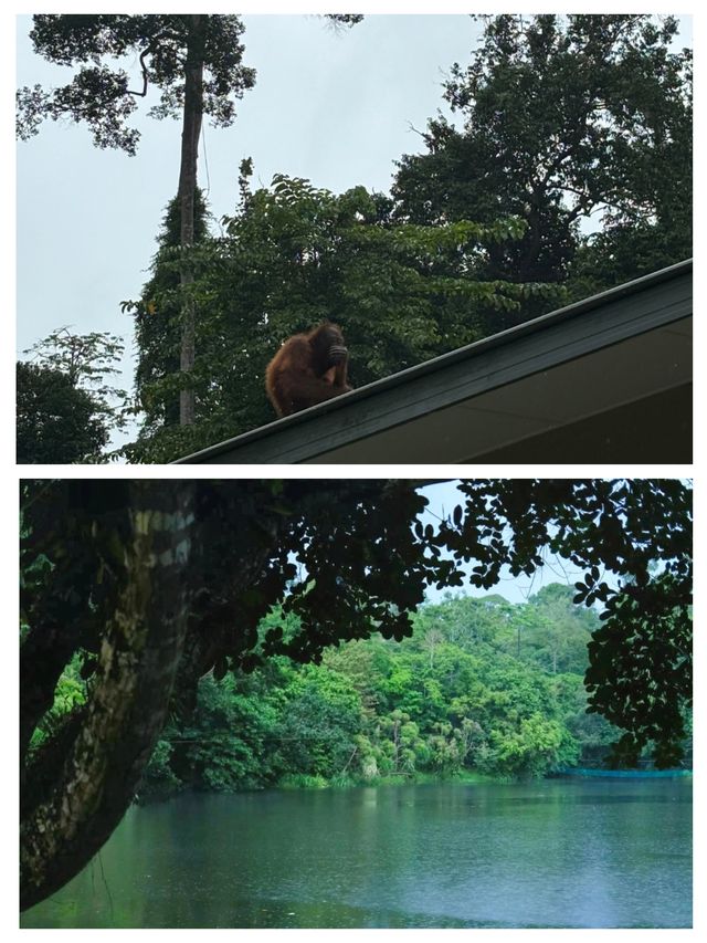 探秘山打根——馬來西亞的綠色心臟。