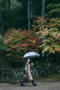 紅葉還未全盛，雨天也等不及飛到京都。