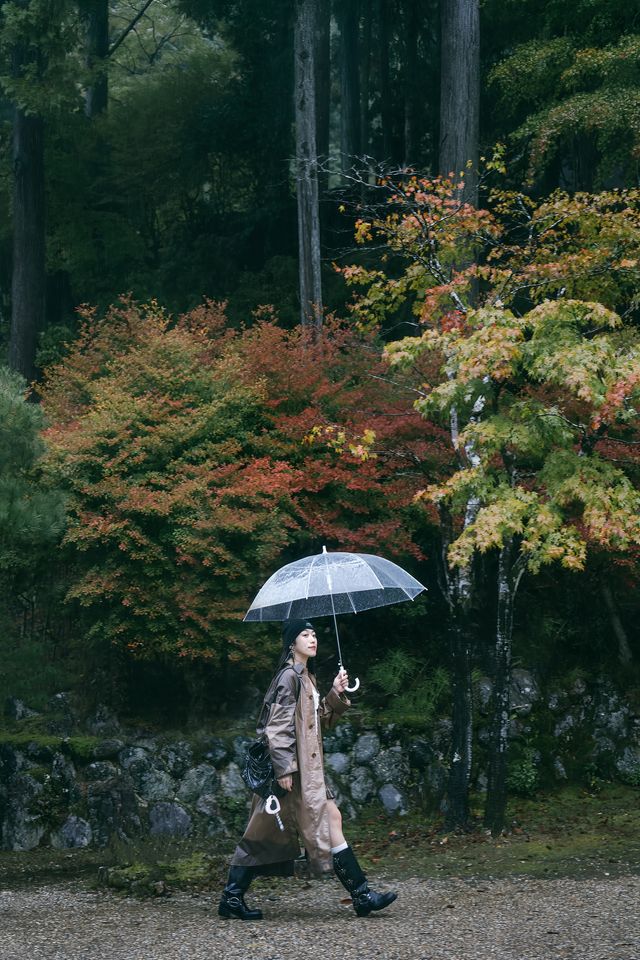 紅葉還未全盛，雨天也等不及飛到京都。