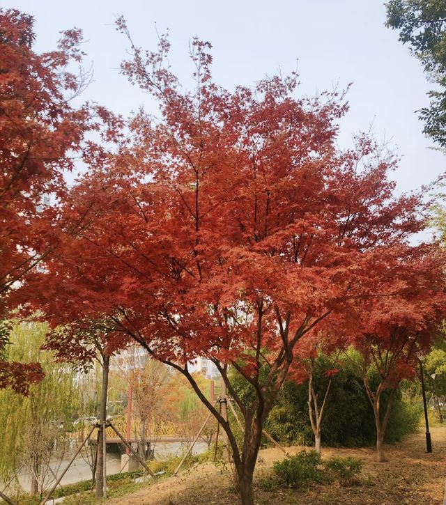 紅蓮湖：自然繪就的詩意畫卷。