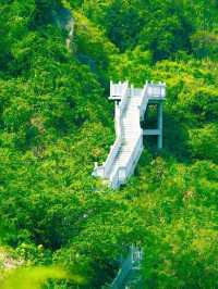 陽台山森林公園｜高處看風景的不止梧桐山！