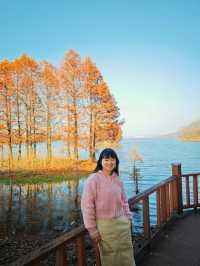 層林盡染，這片小眾紅杉林太值得