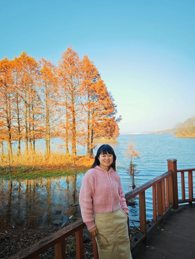 層林盡染，這片小眾紅杉林太值得