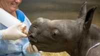Adorable Baby Rhino Born at Melbourne Zoo