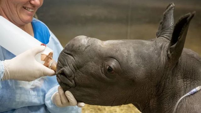 Adorable Baby Rhino Born at Melbourne Zoo