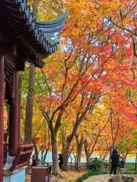 銀杏進入尾聲，秋霞圃的紅葉正當時