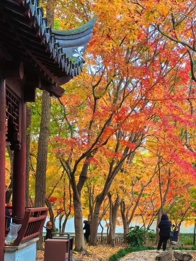 銀杏進入尾聲，秋霞圃的紅葉正當時