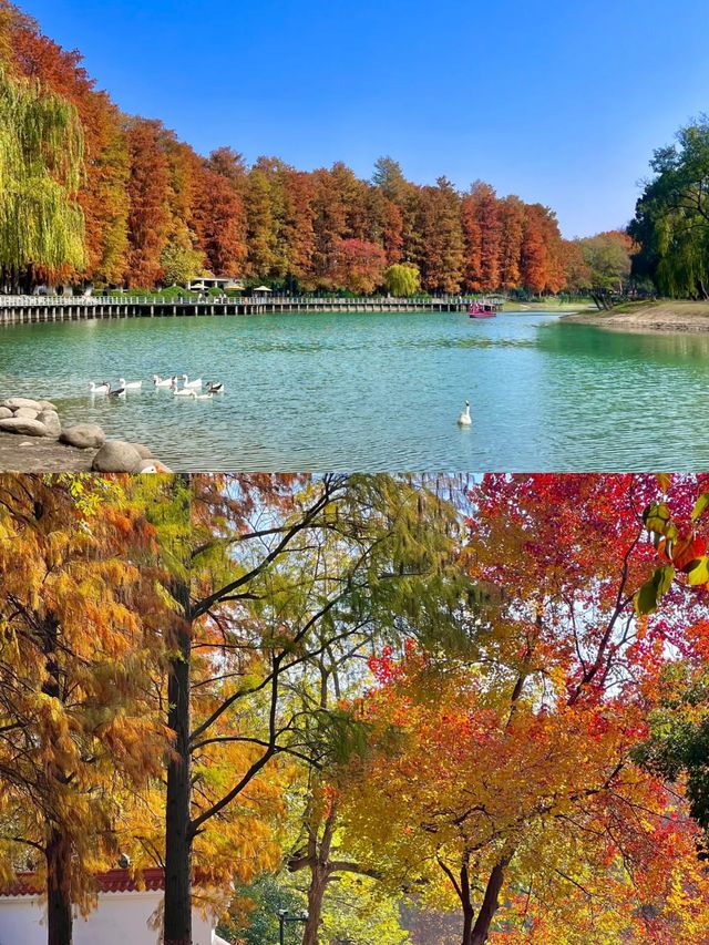 武漢現狀⋯⋯這座公園已經美出 next level