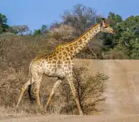 德班：南非的風情畫卷