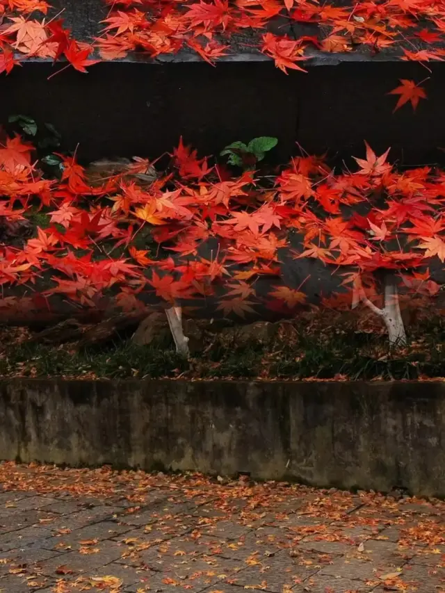 7am | The maple leaves at Qixia Mountain in Nanjing are stunning!