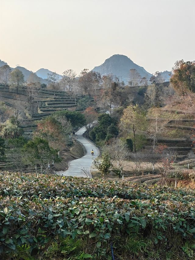 夕陽醉了紅茶谷：新年伊始的夢幻茶鄉之旅