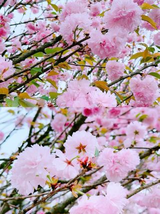 Cherry Blossoms at Dongguan Xiangyu Baihuayuan